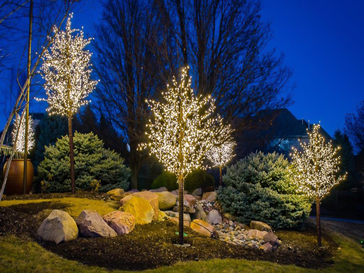 Tree Wrap Christmas lights on four small trees in Massachusetts